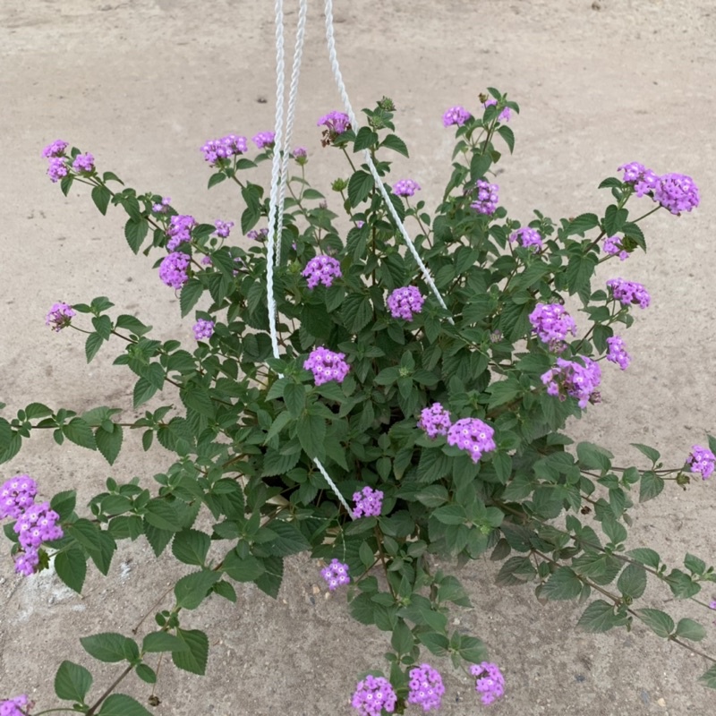 Chậu hoa ngũ sắc tím rủ treo bán kính 25-30cm, chậu hoa treo ban công, sân vườn nở rực rỡ đẹp mắt