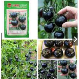 Hạt giống cà chua đen lucky gói 10h