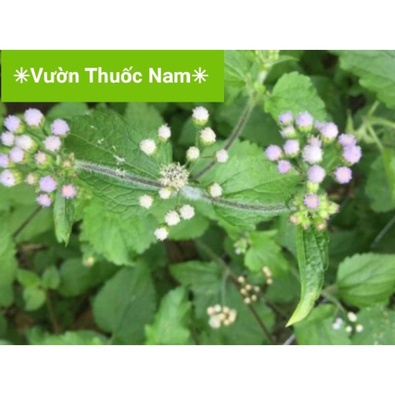 Cây Hoa cứt lợn , cỏ hôi tươi