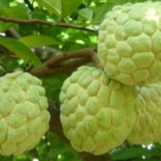 Cây na thái lan giống