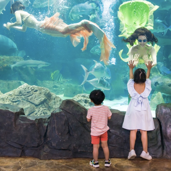 Hà Nội [E-Voucher] Thủy Cung Aquarium vé vào cửa em bé - Khách hàng từ 80 cm đến dưới 140 cm