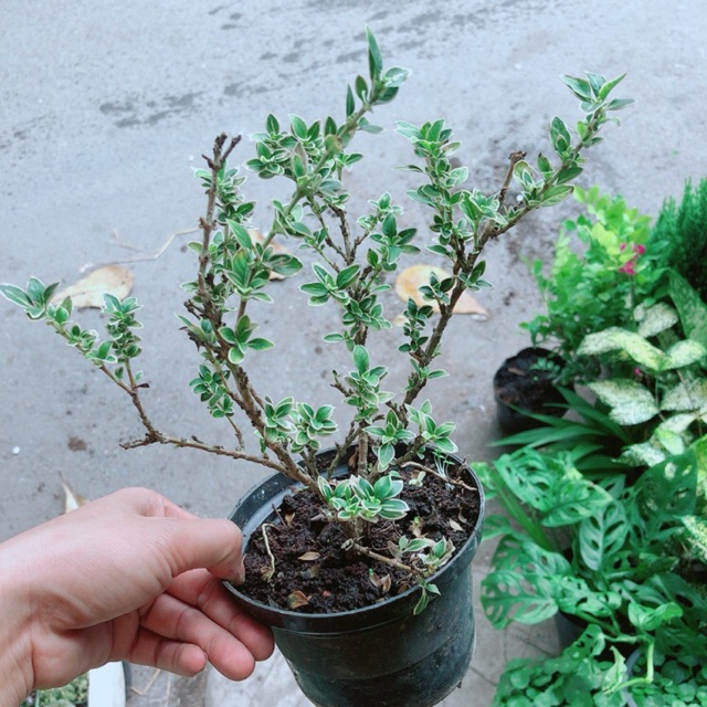 Cây Bạch Tuyết Mai