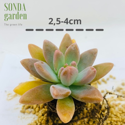 Sen đá pha lê SONDA GARDEN size mini 2.5-4cm, xuất xứ Đà Lạt, khoẻ đẹp, lỗi 1 đổi 1