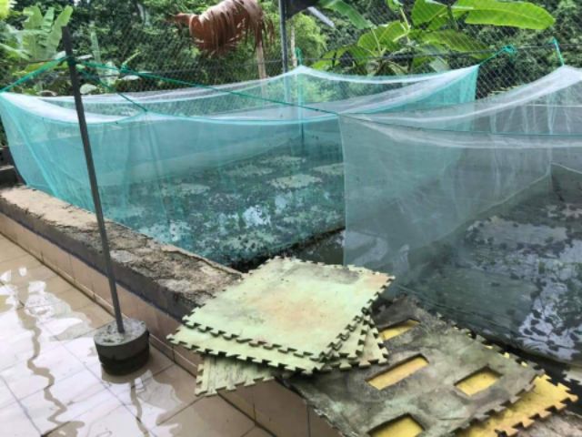 Tráng nuôi ếch 4x2x1v20