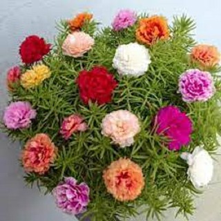 CHẬU HOA MƯỜI GIỜ CÁNH KÉP ĐỦ MÀU, hàng gửi đi nguyên chậu