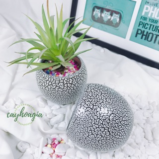 Chậu men sứ rạn mini (không kèm cây)