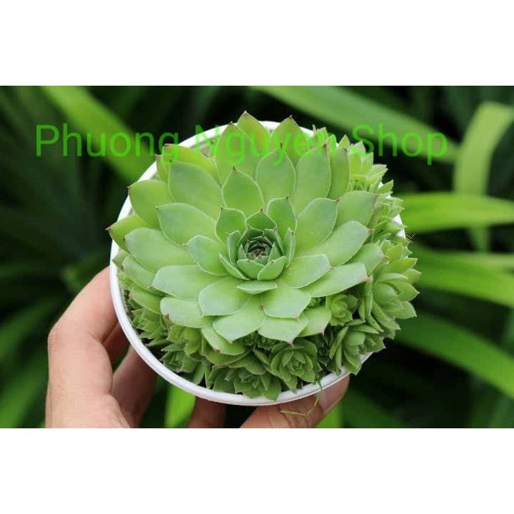 Sen Đá Phật Bà Bụi - Loại Trung