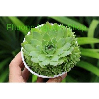 Sen Đá Phật Bà Bụi - Loại Trung