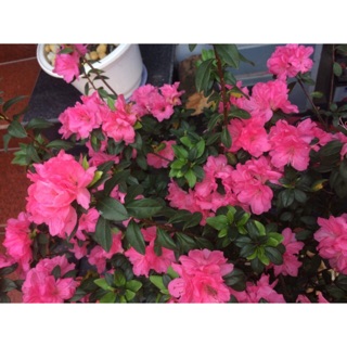 Combo 3 cây đỗ quyên ta mix màu khách tự chọn