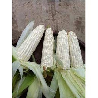 Hạt Giống Ngô Nếp