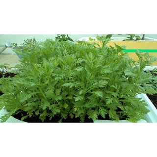 2500 Hạt Giống CẢI CÚC NẾP (TẦN Ô)