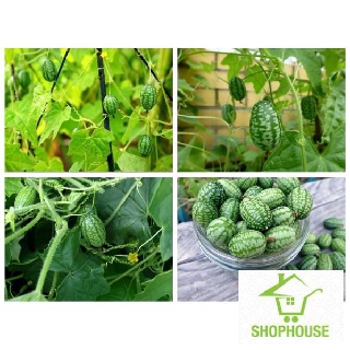 shophouse 10 hạt giống dưa hấu mini  SHOP HOUSE  TẾT KHUYẾN MẠI