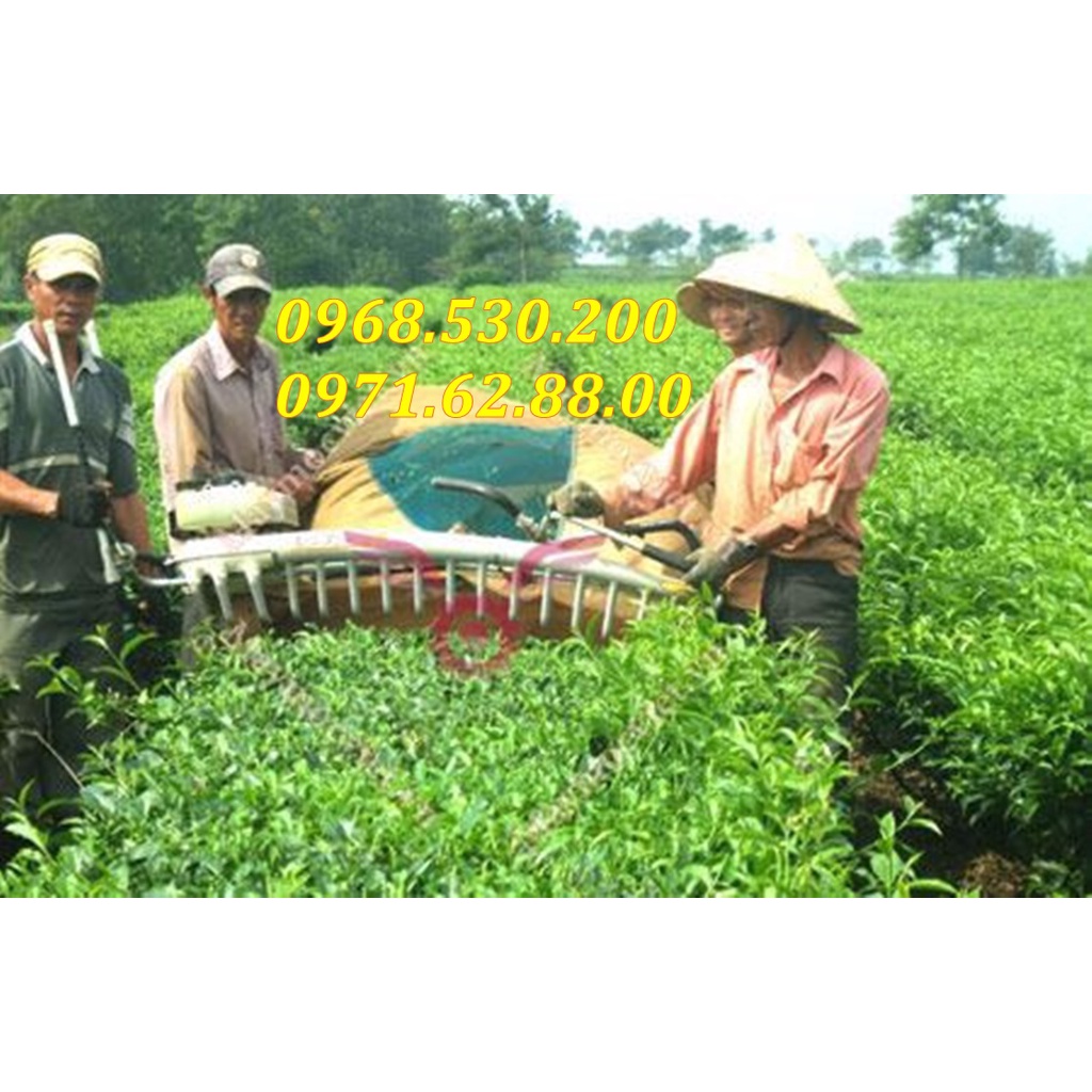 Máy hái chè giá rẻ tại Mộc Châu-Sơn La