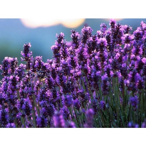 Hạt Giống Hoa Oải Hương Siêu Bông Loại dễ trồng hoa nở đẹp dễ chăm sóc [ gói 100 hạt ]