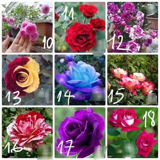 COMBO 10 GỐC HỒNG SIÊU NỤ( đủ màu hoa)- đã kích rễ kích mầm