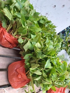 Cẩm tú cầu cây giống
