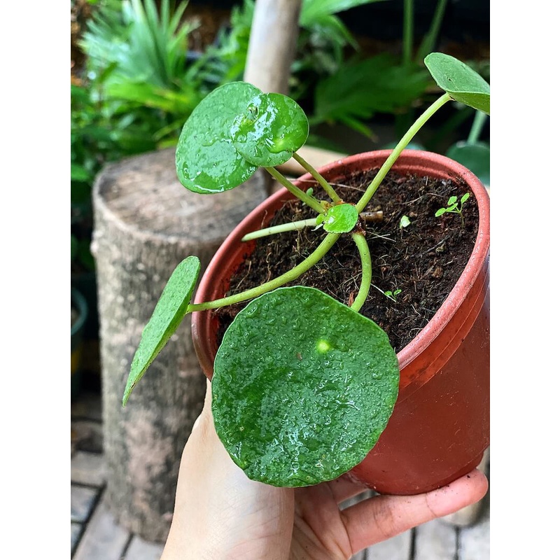 Cây Pilea Peperomioides (Chinese Money Plant, Cỏ Gương, Kim Tiền Trung Hoa, Đồng Tiền Trung Quốc) chậu nhựa 10cm