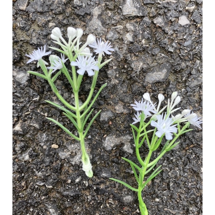 Hoa baby trắng cắm điểm trang trí Handmade 100g