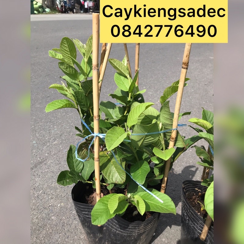 caykiengsadec - Cây ổi nữ hoàng tặng phân bón - hoa kiểng lá trang trí nội thất cảnh quan sân vườn ngoài trời