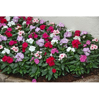 Hạt giống hoa DỪA CẠN (Vinca Mix) nhiều màu
