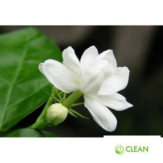 Gói 20 hạt giống hoa nhài