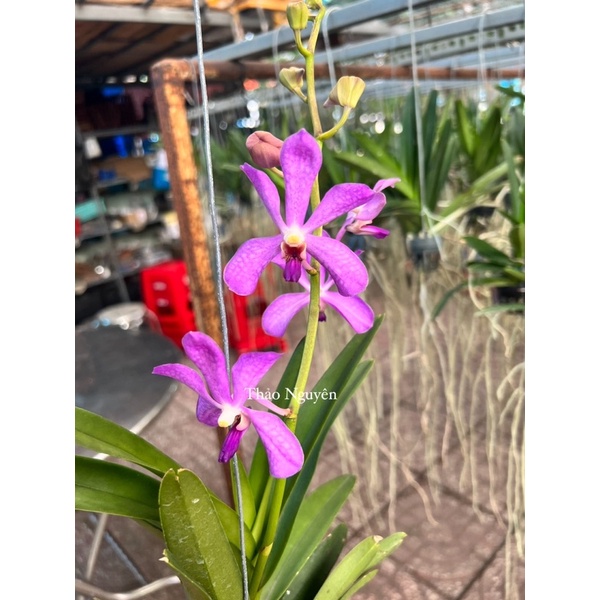 Mokara lai Vanda Màu Tím Huế Cho Hoa Quanh Năm