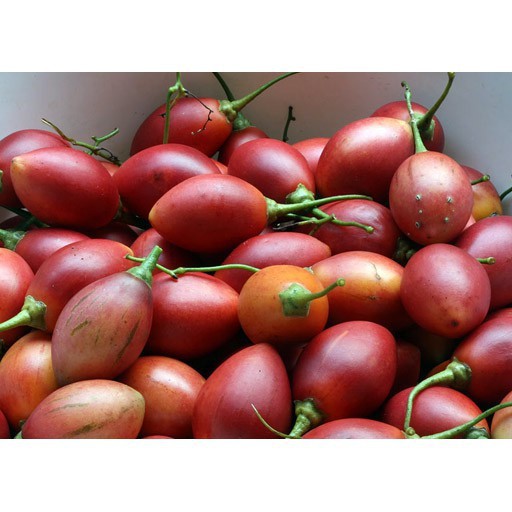 Bán FREE SHIP BỘ 10 gói hạt giống cà chua thân gỗ Tặng 2 phân bón tại Hạt Giống Bốn Mùa