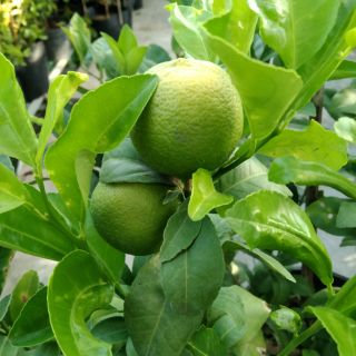 🍋 Chanh tứ quý...