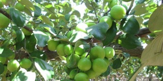 Giống cây táo Thái Lan (5cây)