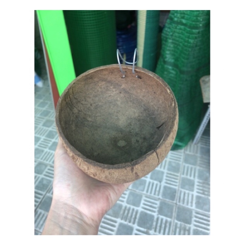 Gáo Dừa Để Nước Uống Cho Gia Cầm Gáo Dừa Cho Gà Ăn Hoặc Trồng Cây