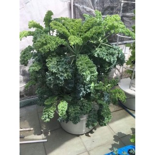1000 hạt giống cải xanh xoăn kale