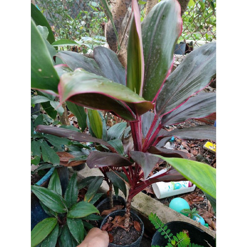 Combo 6 nhánh PHÁT TÀI ĐỎ- PHÁT TÀI HỒNG KÔNG