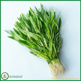 Hạt giống rau Muống lá tre Trang Nông - 1kg