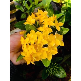 Cây bông trang vàng pháp ( hoa mẫu đơn ) hoa rất to