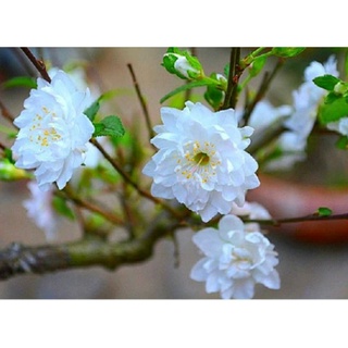 Nhất chi mai cây chuẩn hình ảnh thật
