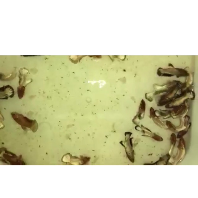 Betta food-Fancy chuẩn