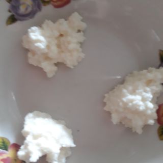 NẤM SỮA KEFIR