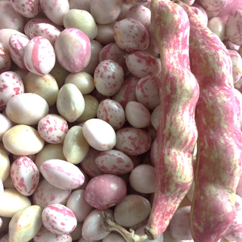 1kg đậu Cúc Ấn Độ loại 1