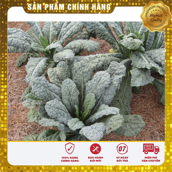 Hạt giống cải xanh Kale -2gr