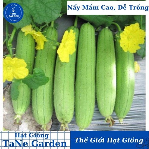 1Gr Hạt Giống Mướp Hương - TaNe Garden