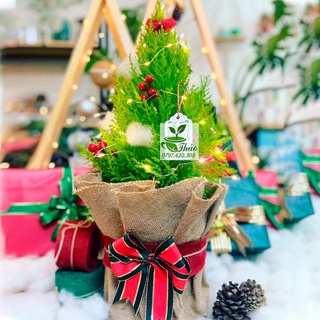(Cây giáng sinh mini) Cây tùng thơm trang trí noel