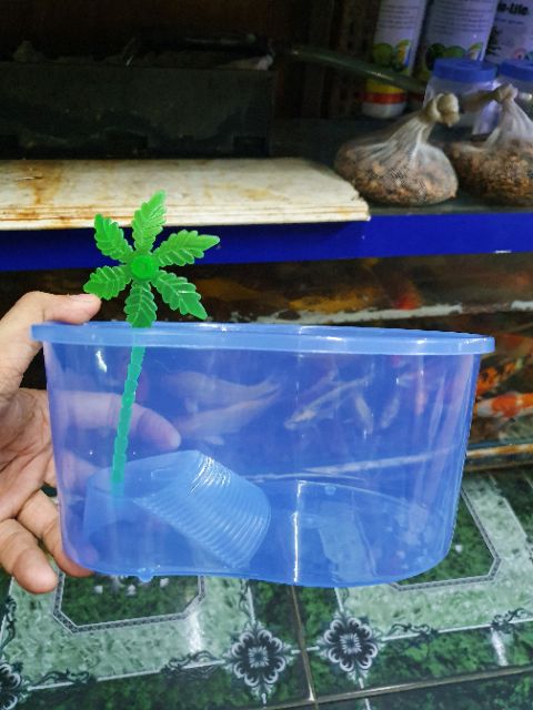 BỂ NUÔI RÙA BABA THÚ CƯNG RẤT DỄ THƯƠNG 20x15x10cm