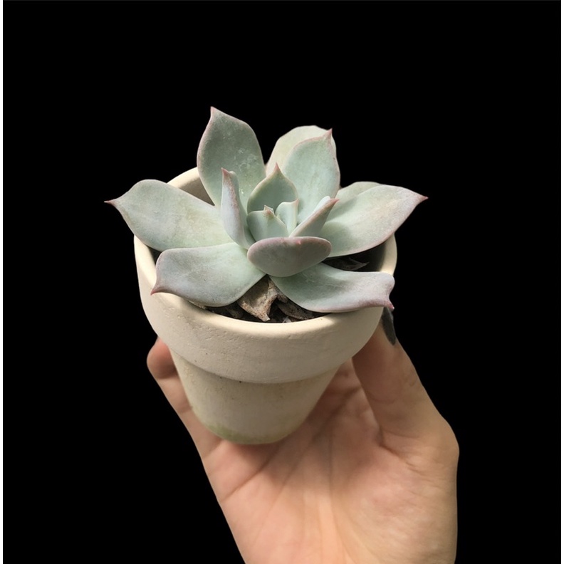 SEN ĐÁ HỒNG ĐIỆU THUẦN BB GARDEN
