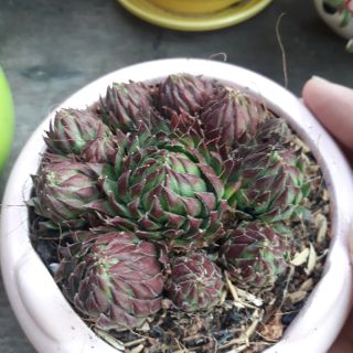 💟  Cây sen đá để bàn kèm chậu 💦