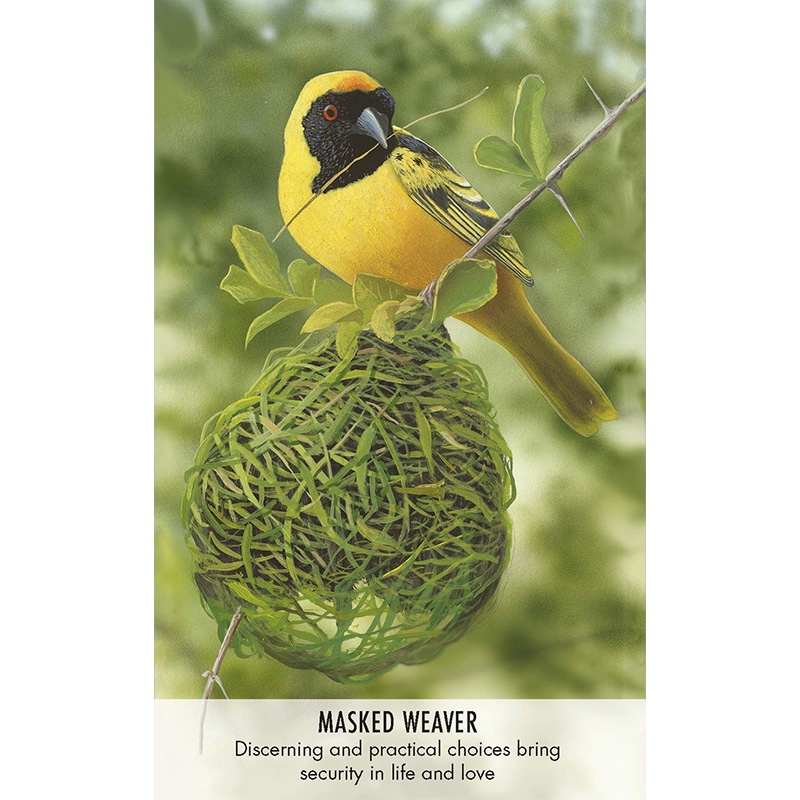Bộ Bài Bird Messages Cards (Mystic House Tarot Shop) - Bài Gốc Authentic Chính Hãng 100%