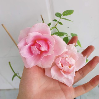 Cây hồng bụi nữ hoàng chậu C8 - Summer Garden