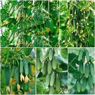 Dưa chuột chùm siêu trái 10h