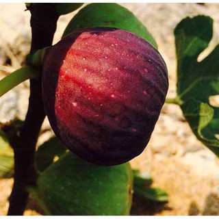 Cây giống sung Mỹ Purple Jordan Fig Tree - Dòng quả mật, trái to nặng 50-70gr, giá tốt cho khách sưu tầm