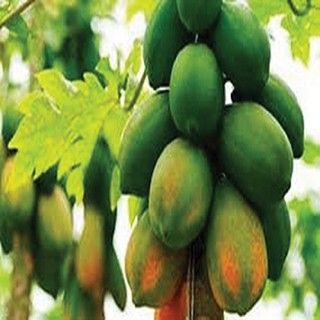 Cây giống đu đủ lùn siêu ngọt