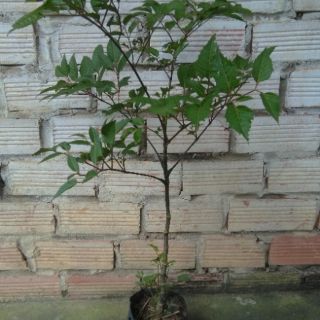 Cây đinh lăng lá to